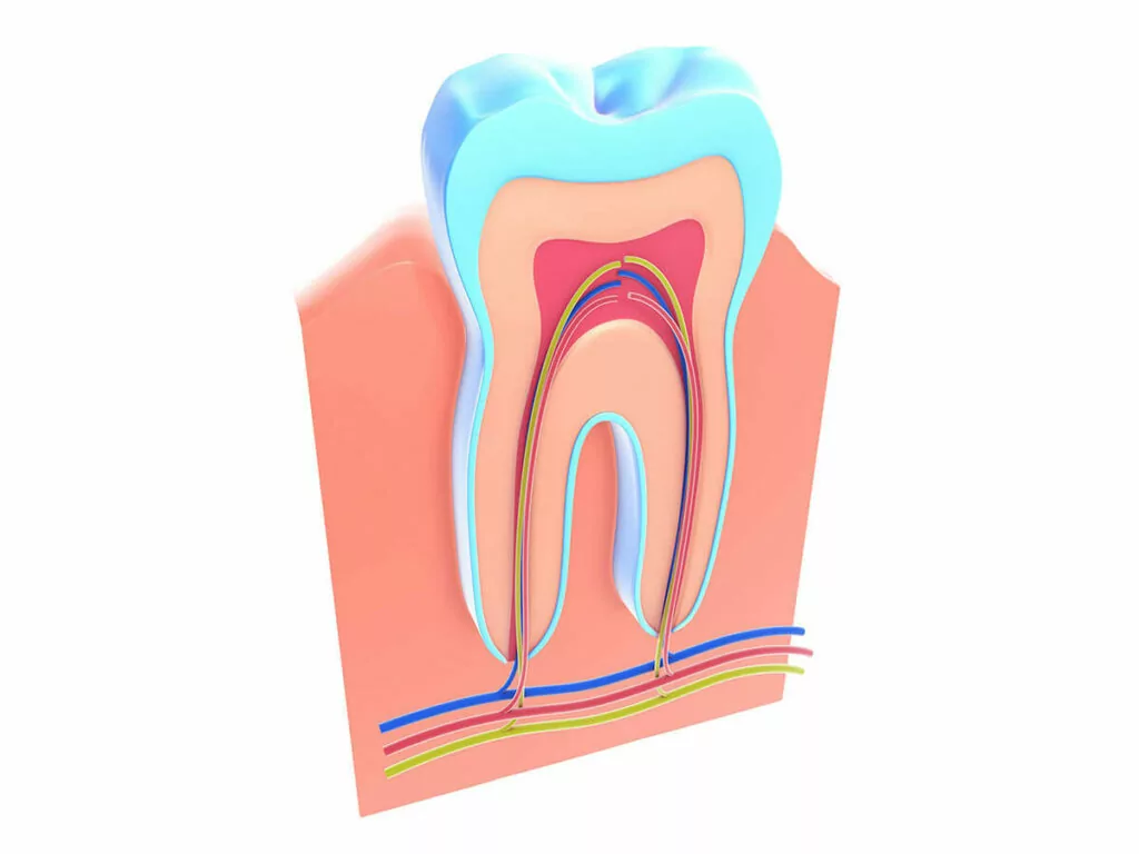 Graphic showing the inner nerve working of a tooth.
